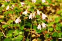 Vanamo (Linnaea borealis)