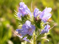 Viper's Bugloss or Blueweed (Echium vulgare)