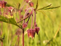 Water avens (Geum rivale)