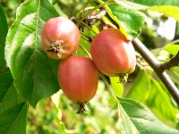 Яблоня дикая (Malus sylvestris)