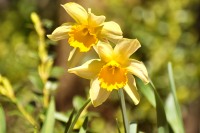 Wild Daffodil, Lent lily (Narcissus pseudonarcissus)