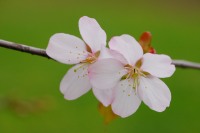 Wild Himalayan cherry (Prunus cerasoides)