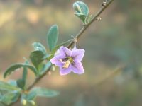 Common Matrimony Vine, Wolfberry (Lycium barbarum)