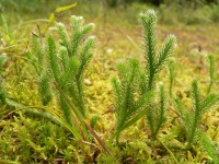 Wolf’s-foot Clubmoss, Stag's-horn Clubmoss (Lycopodium clavatum)