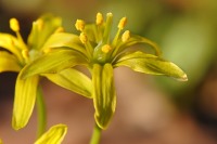 Гусиный лук жёлтый (Gagea lutea)