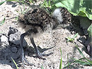 Lapwing Hatchlings