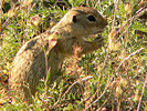 Ground Squirrel (Spotted Souslik)