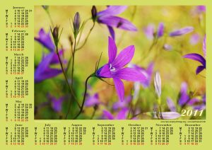 bellflower