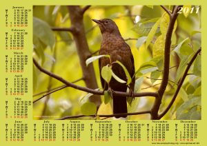 bird