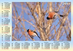 bird