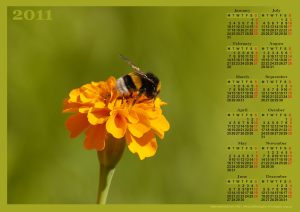 bumblebee