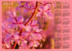 fireweed
