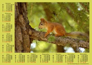 squirrel
