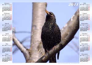 starling