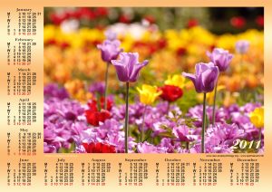 tulips