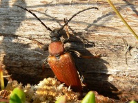 Longhorn beetle (Leptura rubra)