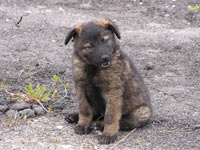 Perro (Canis lupus familiaris)