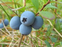 Bog Bilberry or Northern Bilberry (Vaccinium uliginosum)